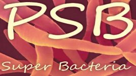 Vi khuẩn quang hợp psb bacteria